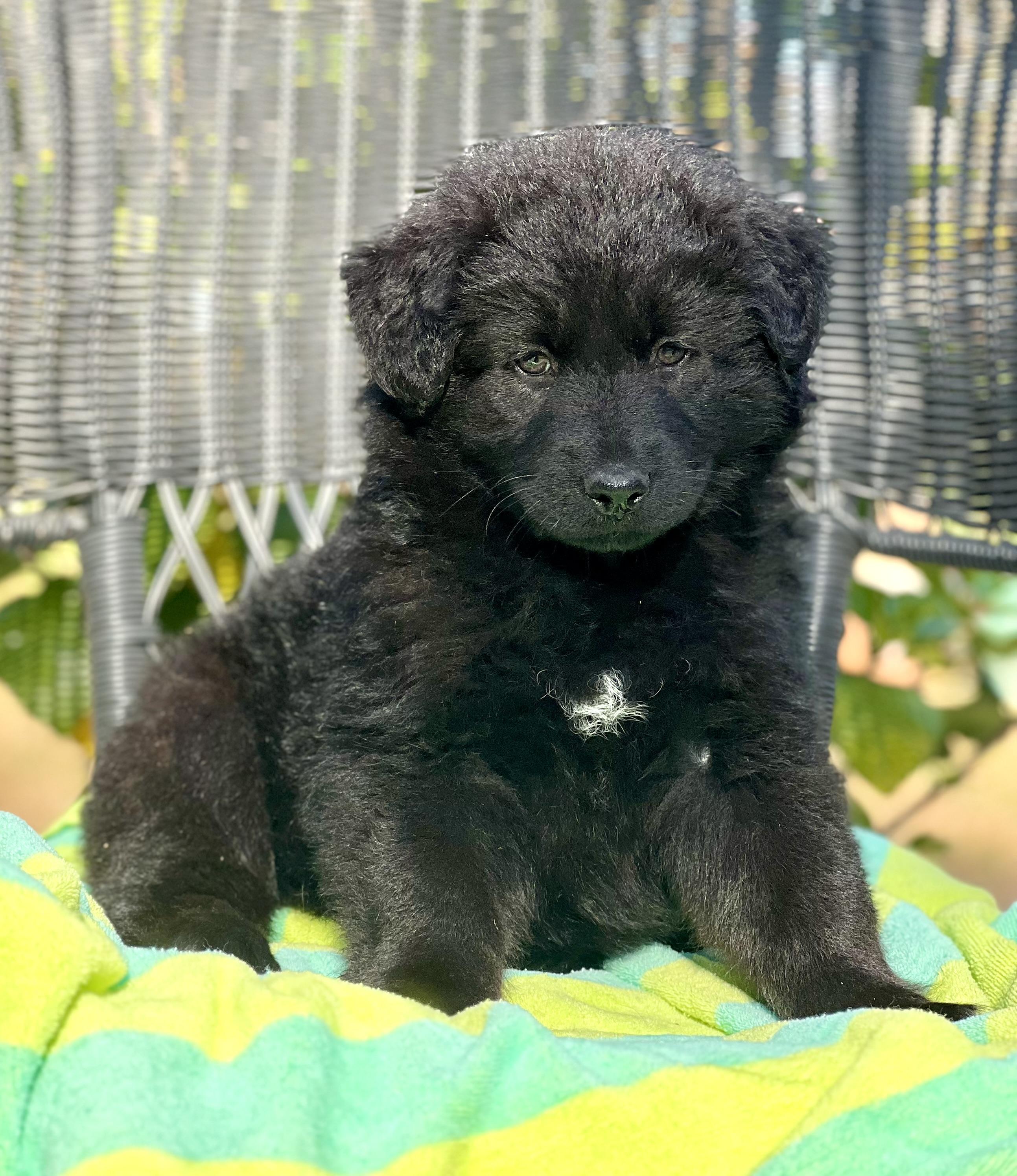 Eddie, ADOPTABLE, Puppy Male Mixed Breed.