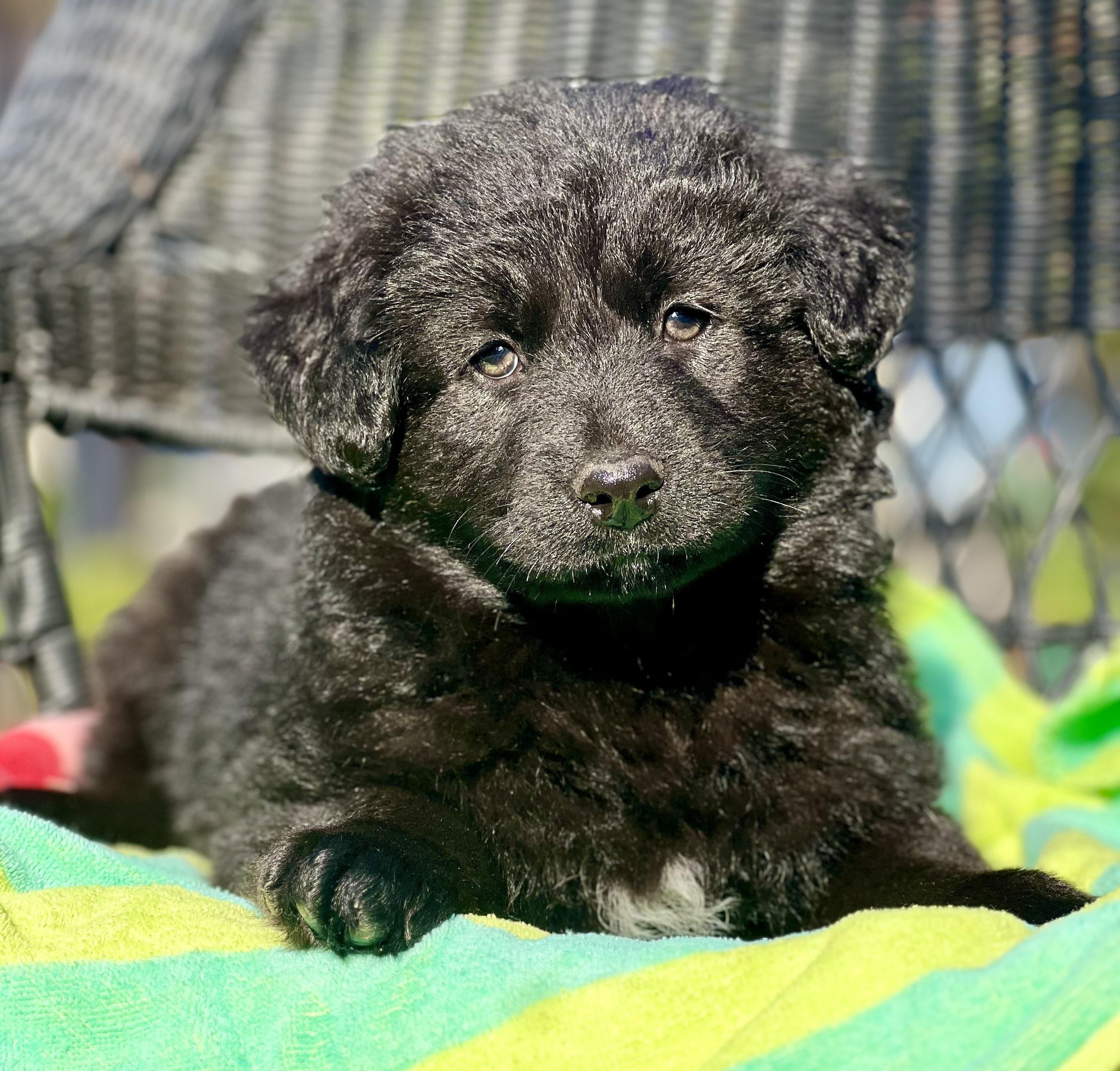 Eddie, ADOPTABLE, Puppy Male Mixed Breed.