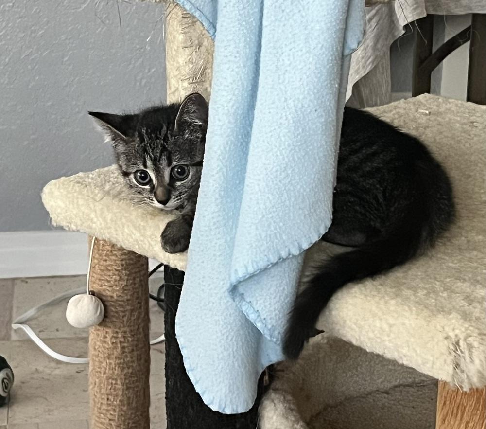 Enlarge Powder, a Adoptable Domestic Short Hair in Wellington, FL image 1/3