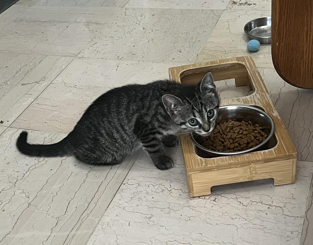 Enlarge Powder, a Adoptable Domestic Short Hair in Wellington, FL image 2/3