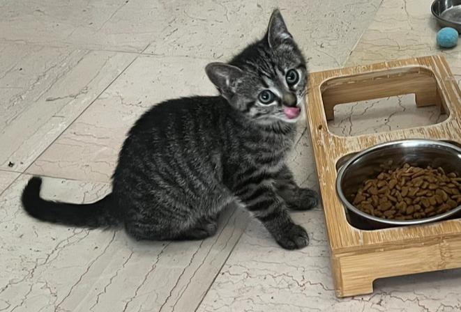 Enlarge Powder, a Adoptable Domestic Short Hair in Wellington, FL image 3/3