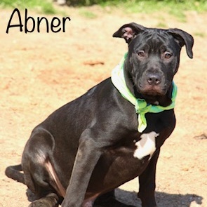 Abner, a Adoptable Labrador Retriever in Manchester, CT image 1/2