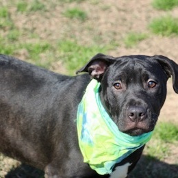 Abner, a Adoptable Labrador Retriever in Manchester, CT image 2/2