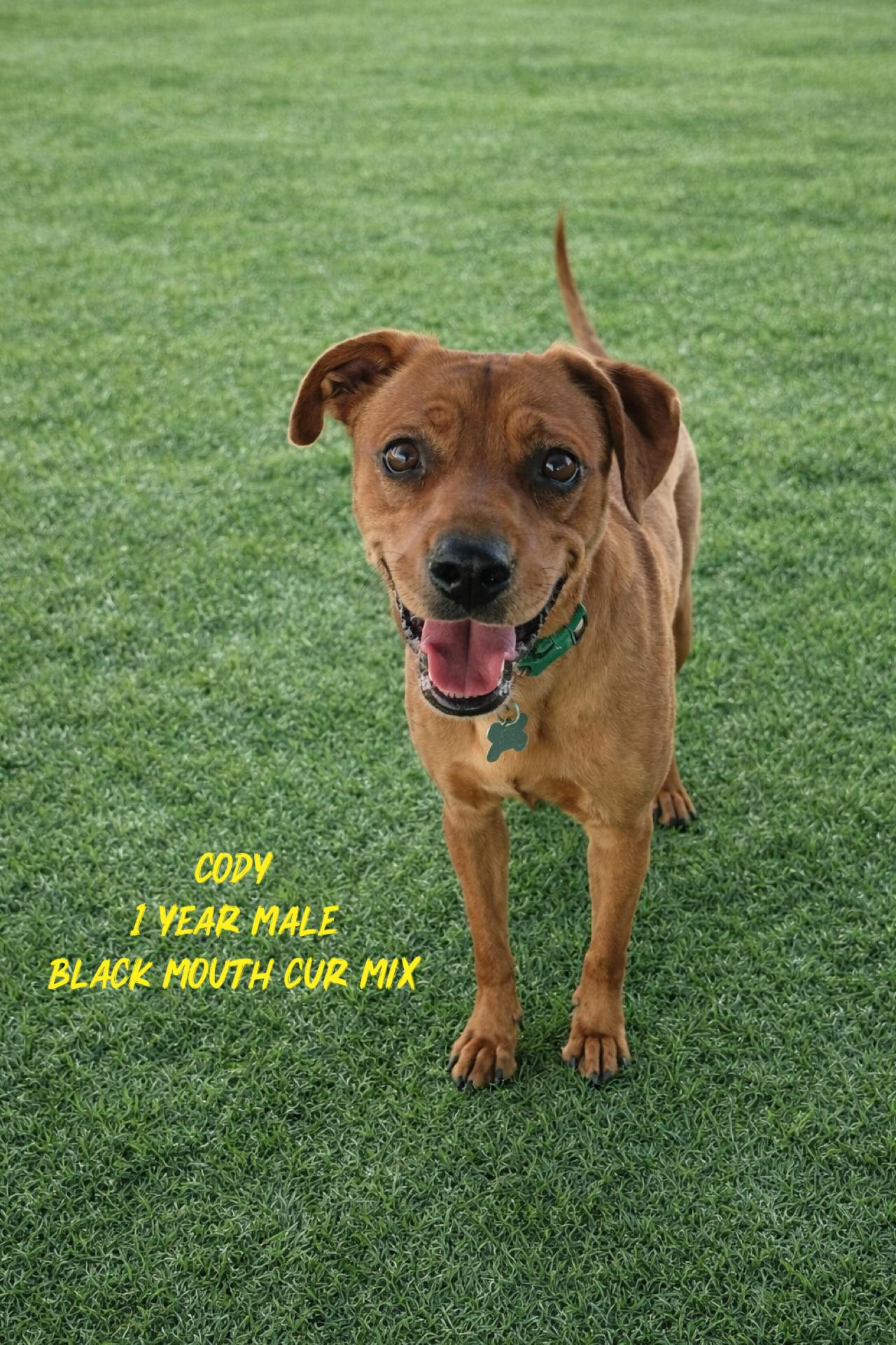 CODY- 1 YEAR MALE BLACK MOUTH CUR MIX- PETCO, 5011 E. RAY ROAD, PHX 85044 ON SATURDAY, JUNE 13th, 11, a ADOPTABLE Black Mouth Cur in Mesa, AZ image 1/2