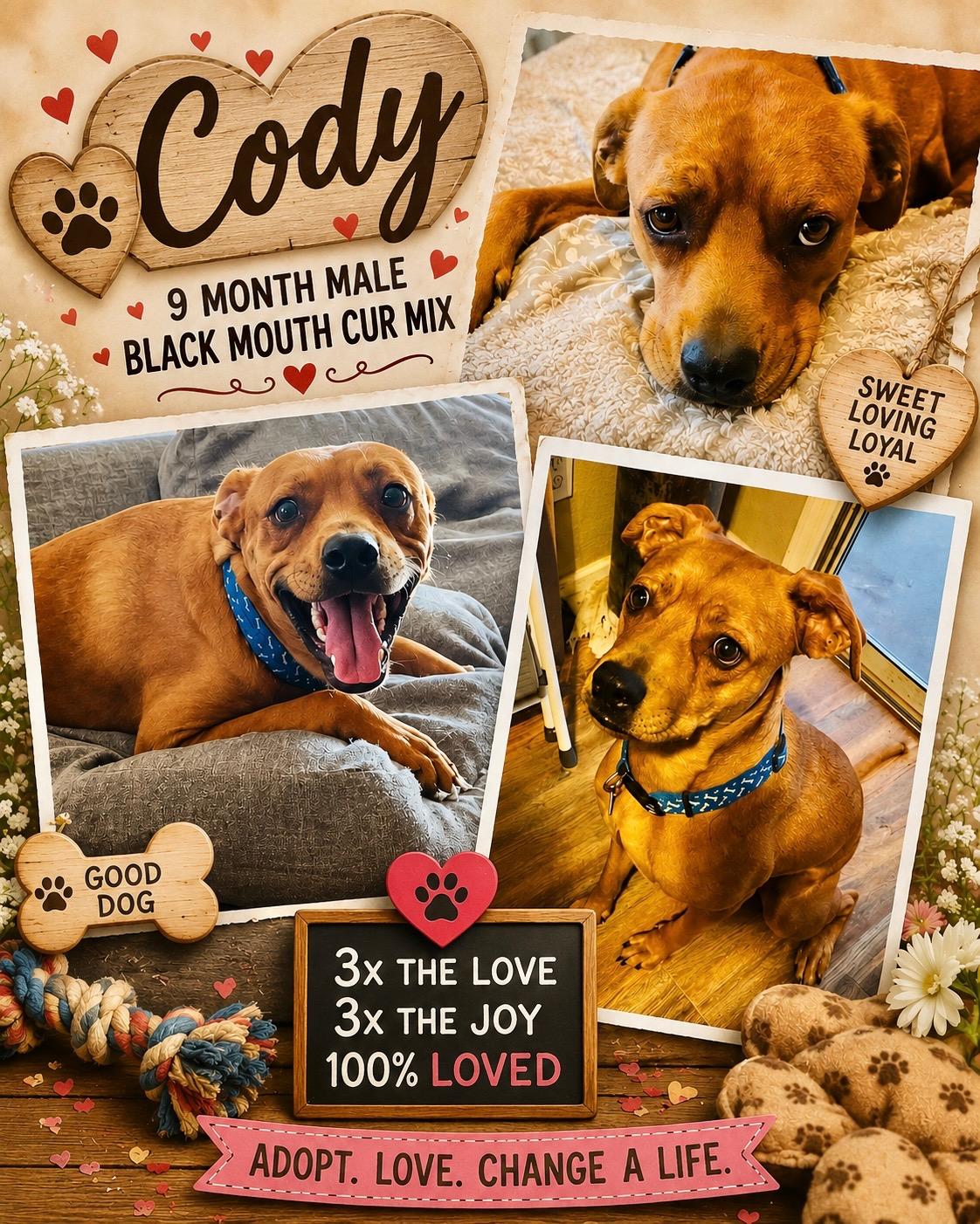 Enlarge CODY- 1 YEAR MALE BLACK MOUTH CUR MIX-PETCO, 5011 E. RAY ROAD, PHX 85044 ON SATURDAY, SEPTEMBER 19th, a Adoptable Black Mouth Cur in Mesa, AZ image 1/3