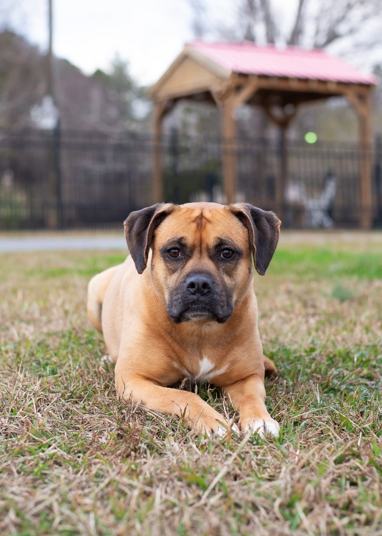 Enlarge Billie, a Adoptable mixed breed in Lancaster, SC image 9/12