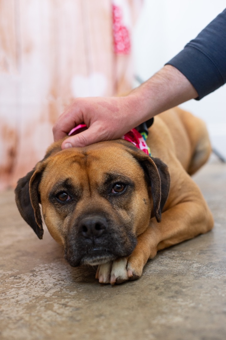 Enlarge Billie, a Adoptable mixed breed in Lancaster, SC image 8/12