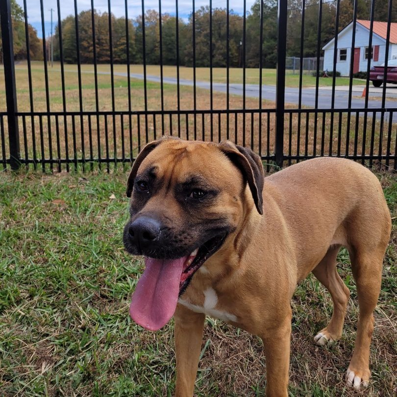 Billie, an adoptable Boxer in Lancaster, SC, 29720 | Photo Image 1