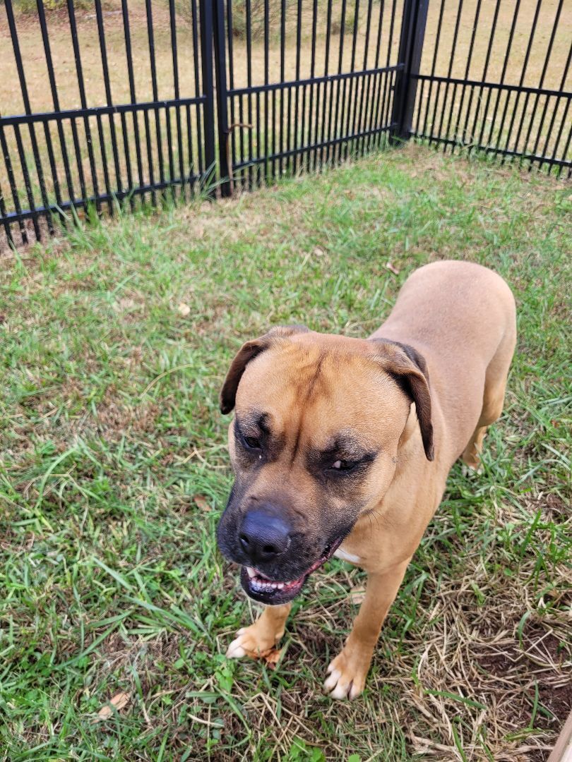 Billie, an adoptable Boxer in Lancaster, SC, 29720 | Photo Image 4