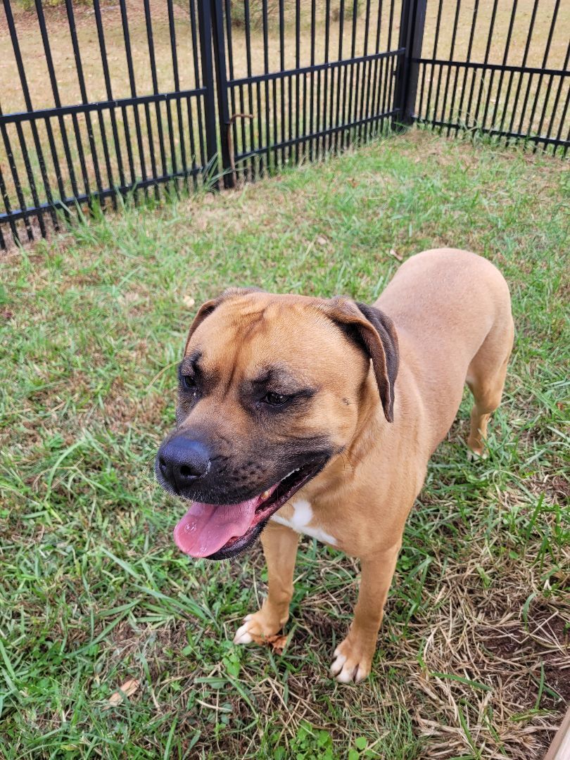 Billie, an adoptable Boxer in Lancaster, SC, 29720 | Photo Image 5