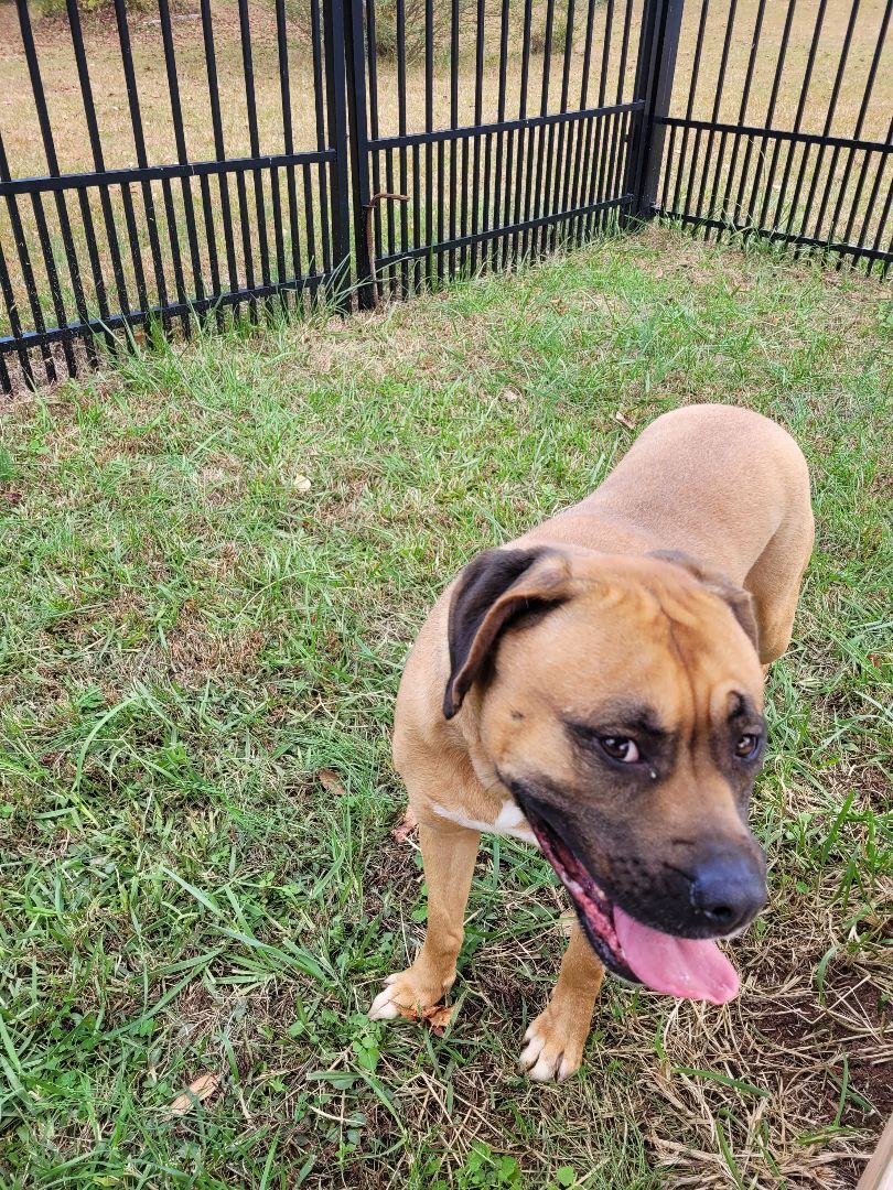 Enlarge Billie, a Adoptable mixed breed in Lancaster, SC image 12/12