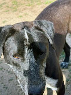 Enlarge Mookie, a ADOPTABLE mixed breed in Poway, CA image 6/6