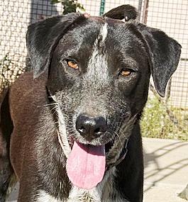 Enlarge Mookie, a ADOPTABLE mixed breed in Poway, CA image 4/6
