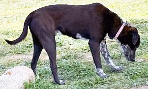 Enlarge Mookie, a ADOPTABLE mixed breed in Poway, CA image 5/6