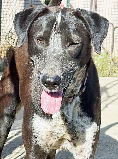 Enlarge Mookie, a ADOPTABLE mixed breed in Poway, CA image 2/6