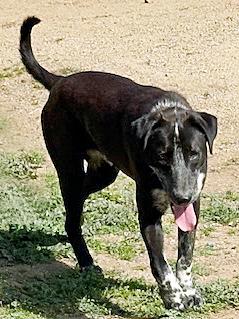 Enlarge Mookie, a ADOPTABLE mixed breed in Poway, CA image 3/6