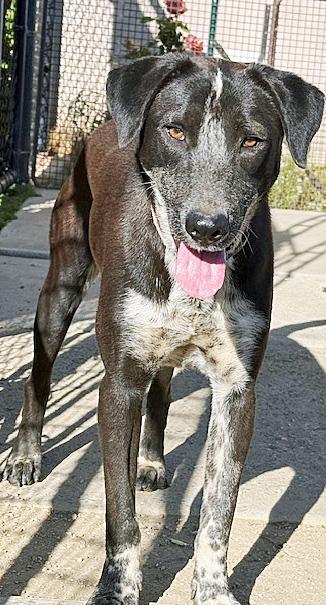 Enlarge Mookie, a ADOPTABLE mixed breed in Poway, CA image 1/6