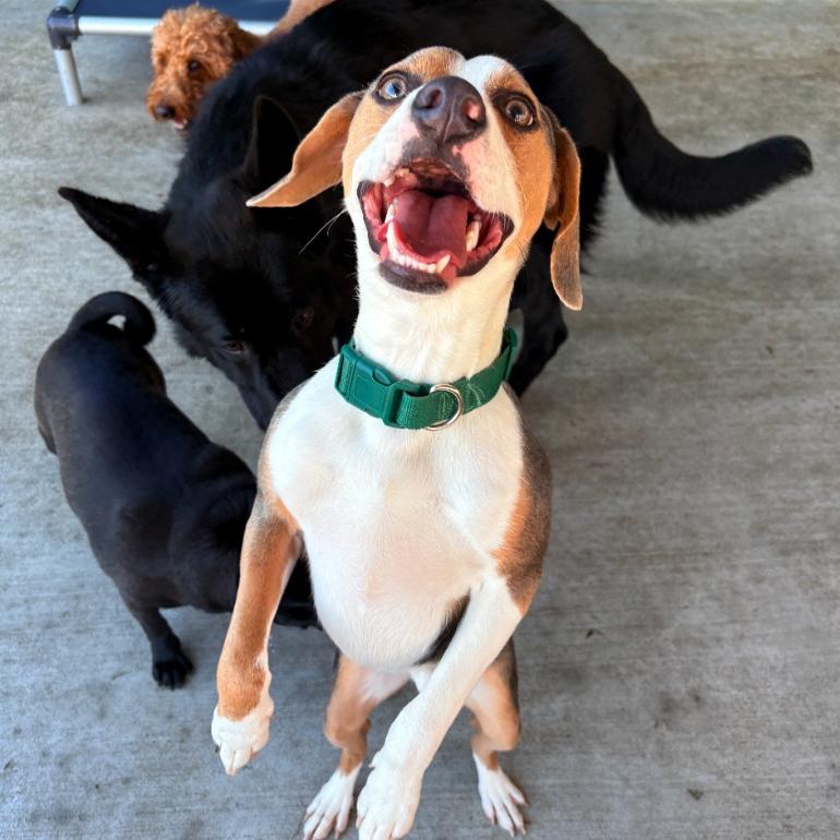 Mr. Pibb, a Adoptable mixed breed in Fayetteville, AR image 1/6