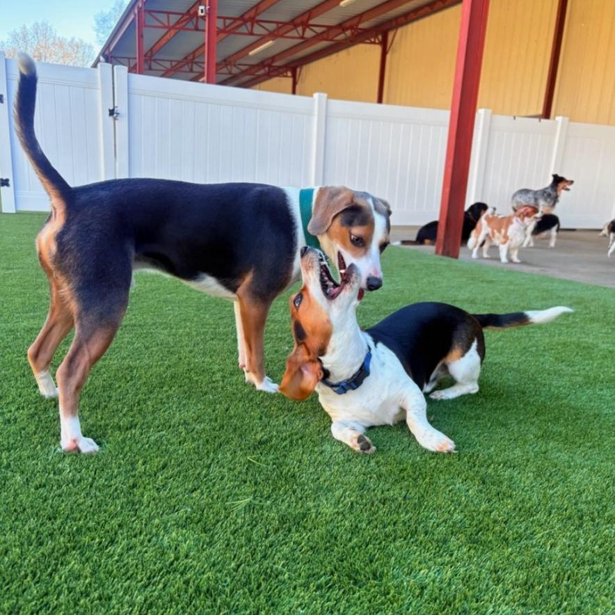 Mr. Pibb, a Adoptable mixed breed in Fayetteville, AR image 2/6