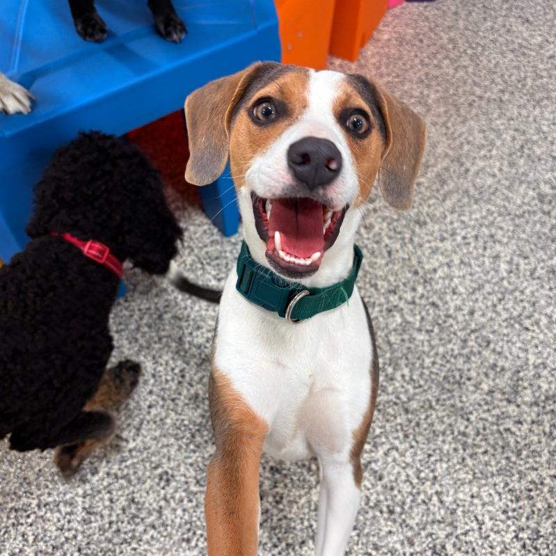 Mr. Pibb, a Adoptable mixed breed in Fayetteville, AR image 3/6