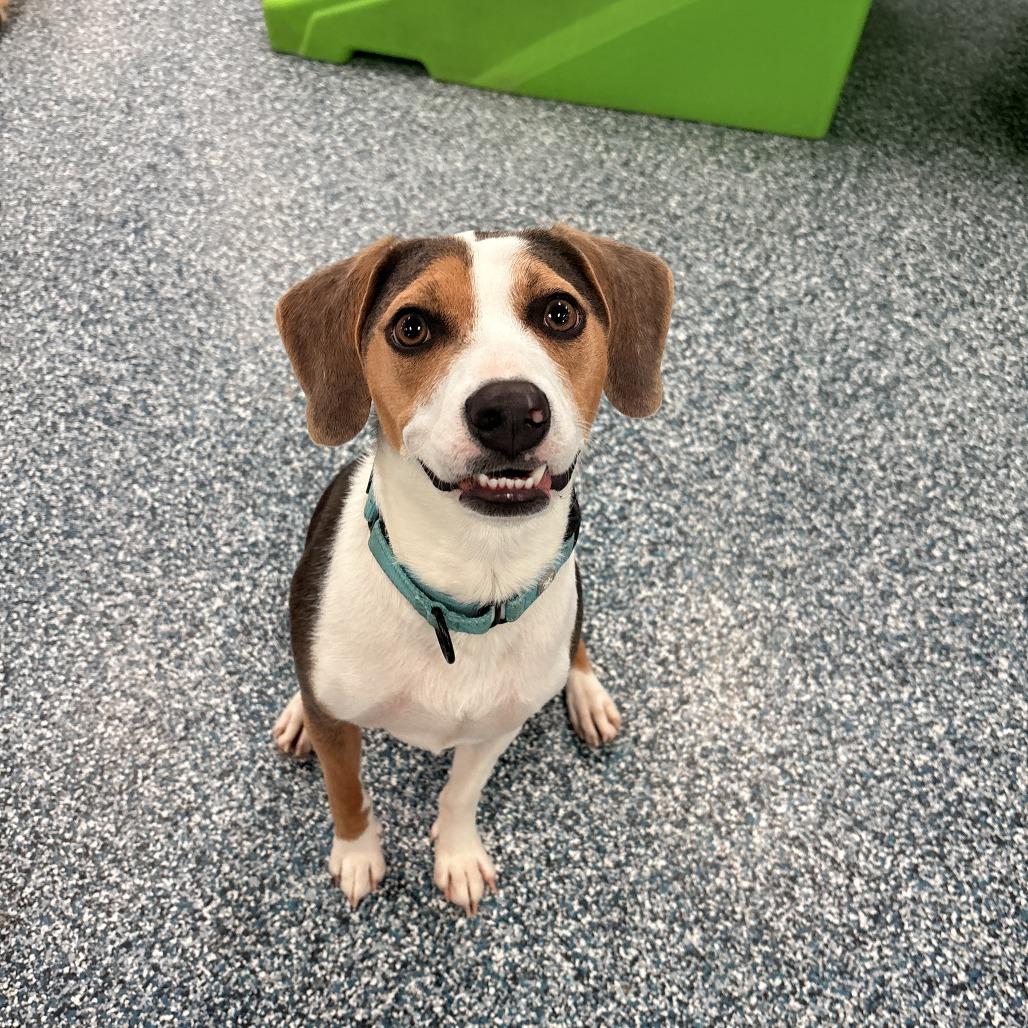 Mr. Pibb, a Adoptable mixed breed in Fayetteville, AR image 4/6