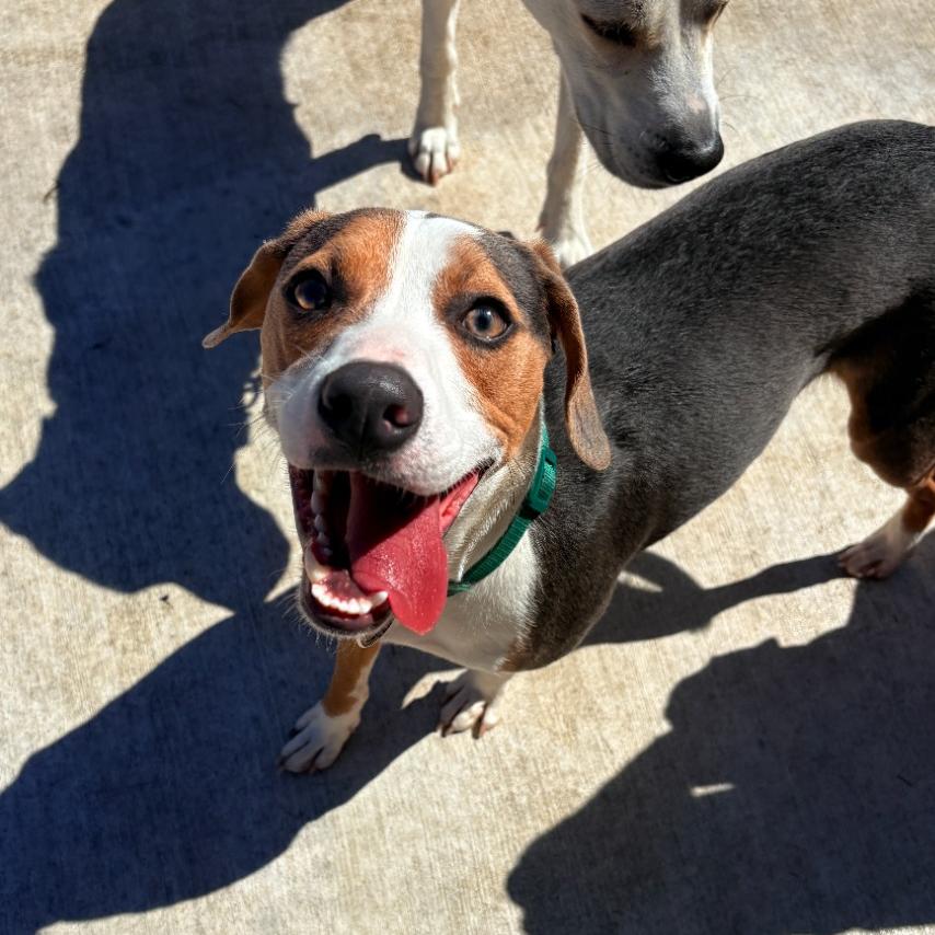 Mr. Pibb, a Adoptable mixed breed in Fayetteville, AR image 6/6
