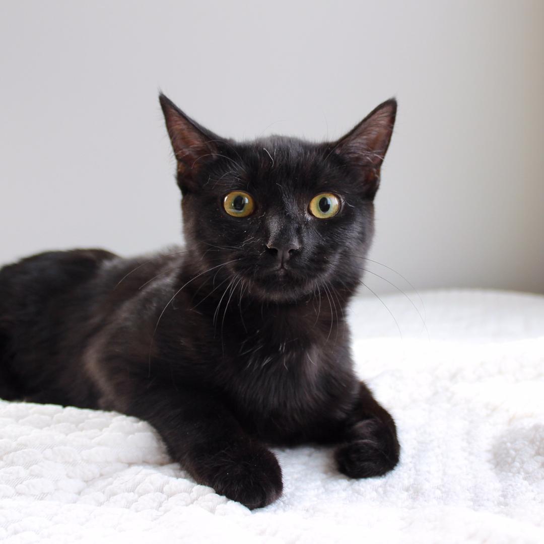 Greer, Adoptable, Young Female Domestic Short Hair.