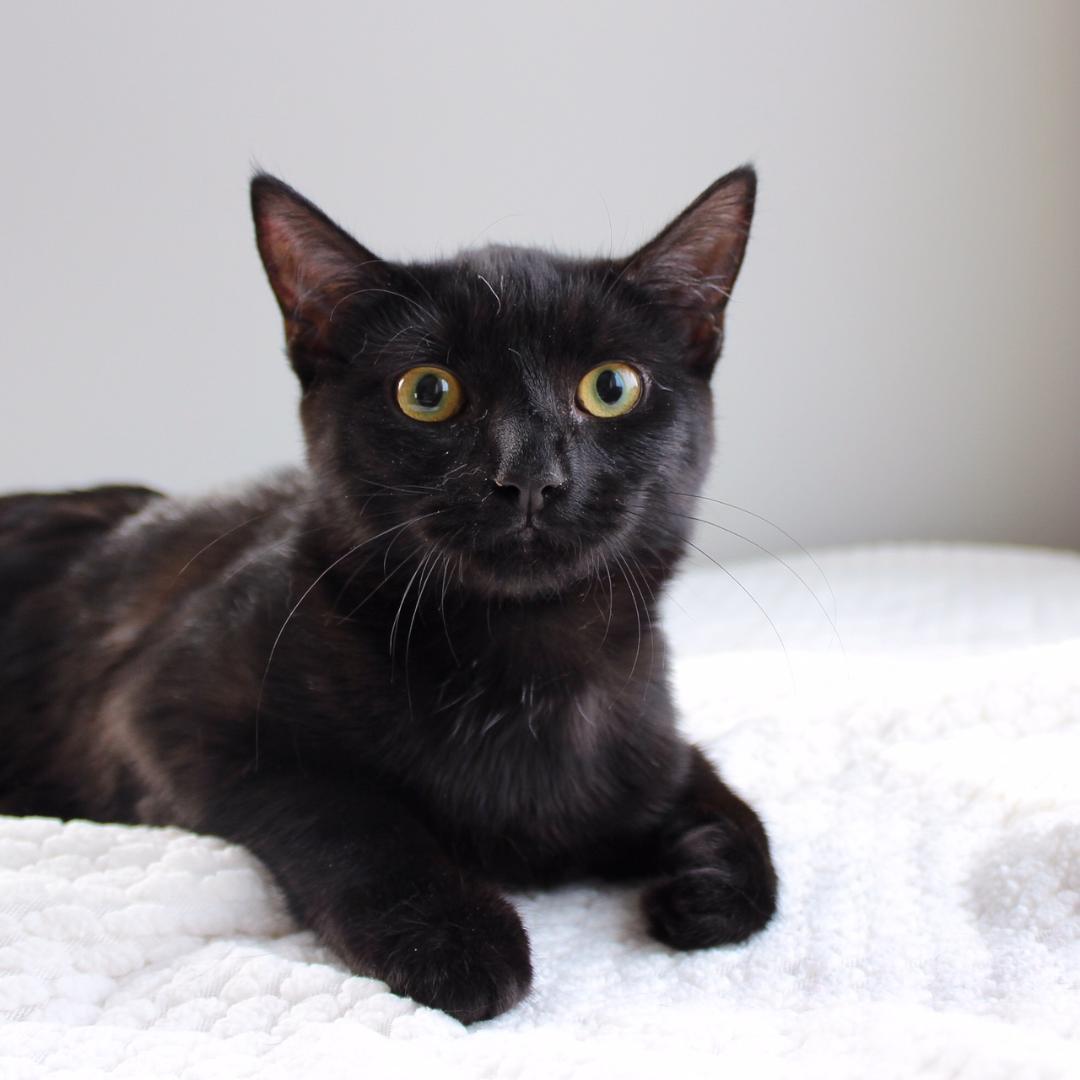 Greer, a Adoptable Domestic Short Hair in Wayne, NJ image 2/2