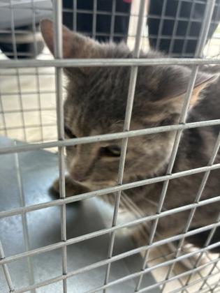 Enlarge Samara (T12), a Adoptable mixed breed in Lafayette, IN image 1/1