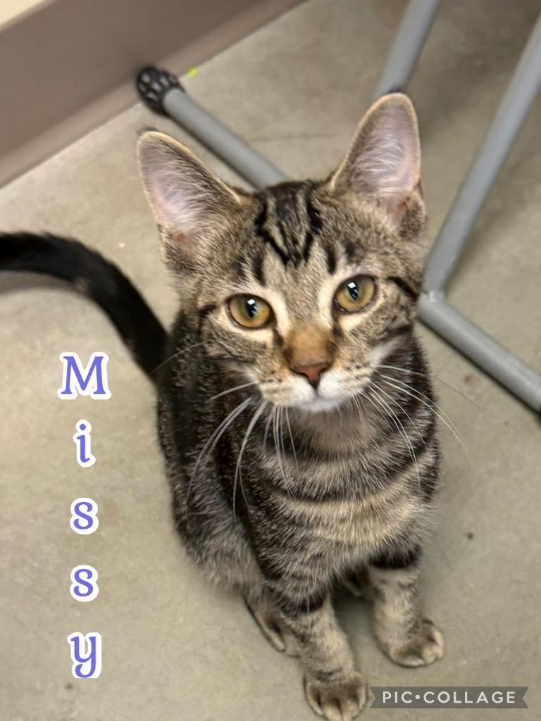 Missy, a Adoptable mixed breed in Fort Oglethorpe, GA image 2/3