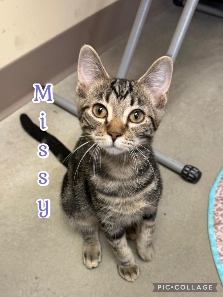 Missy, a Adoptable mixed breed in Fort Oglethorpe, GA image 3/3