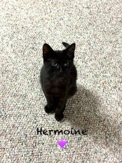Hermione
