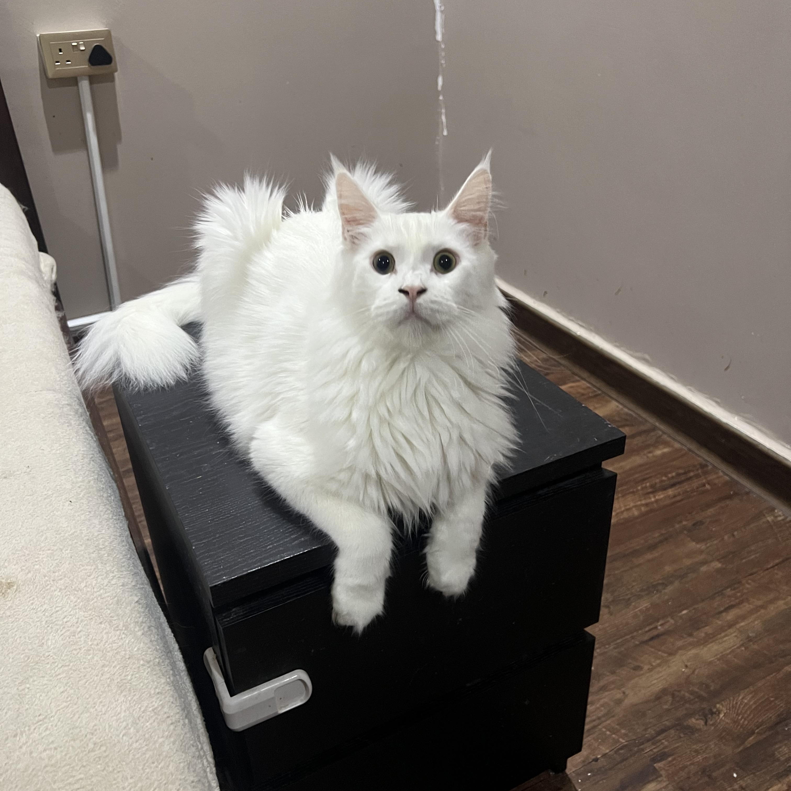 Enlarge Little John, an adopted Maine Coon in Federalsburg, MD image 1/3