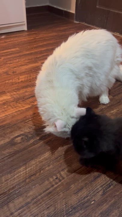 Enlarge Little John, an adopted Maine Coon in Federalsburg, MD video 3/3