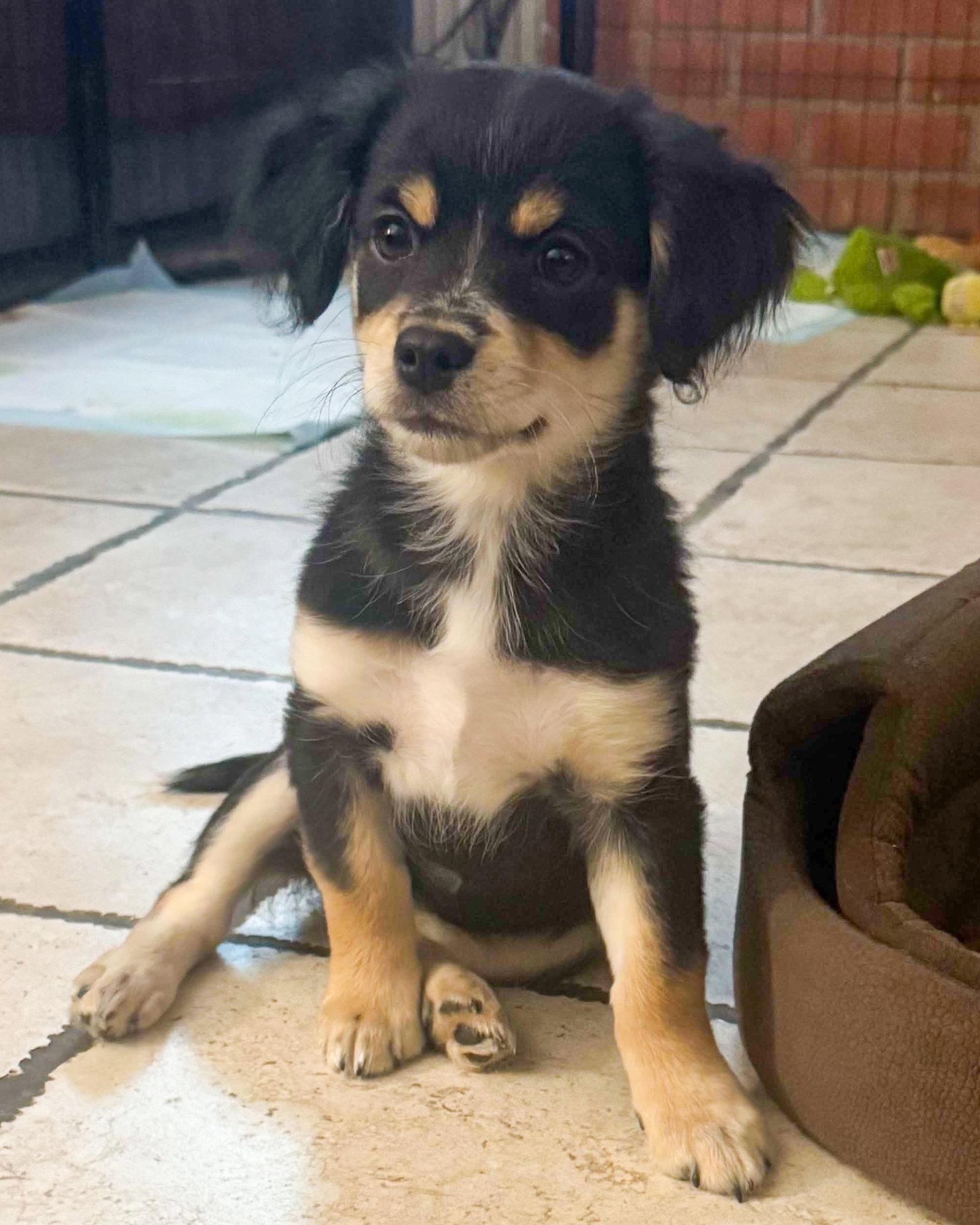 Mannuela, a Adopted mixed breed in Corona, CA image 1/3