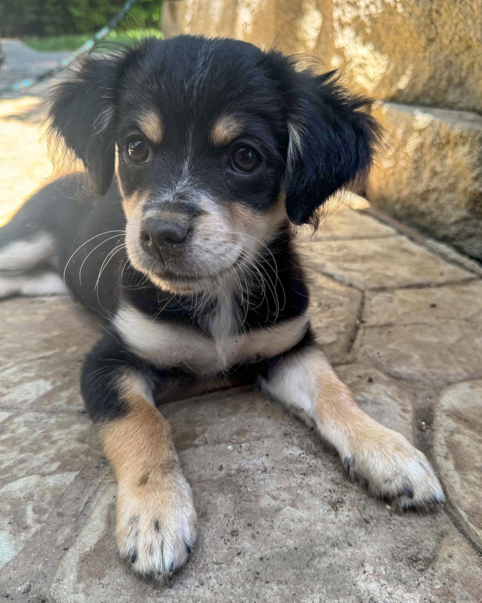 Mannuela, a Adopted mixed breed in Corona, CA image 2/3