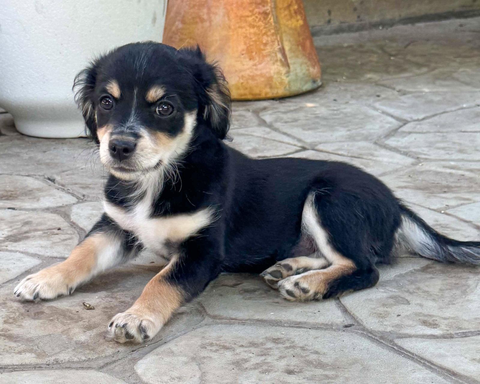 Mannuela, a Adopted mixed breed in Corona, CA image 3/3