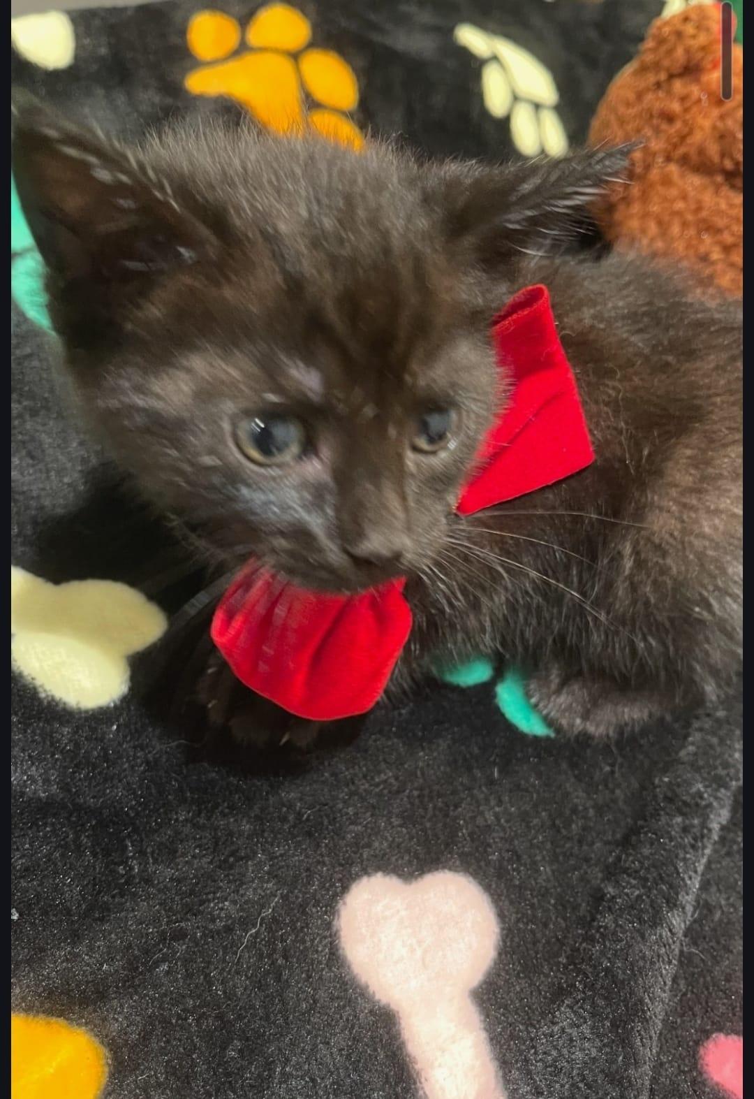 ROYA, a ADOPTABLE Tabby in Santa Ana, CA image 2/3