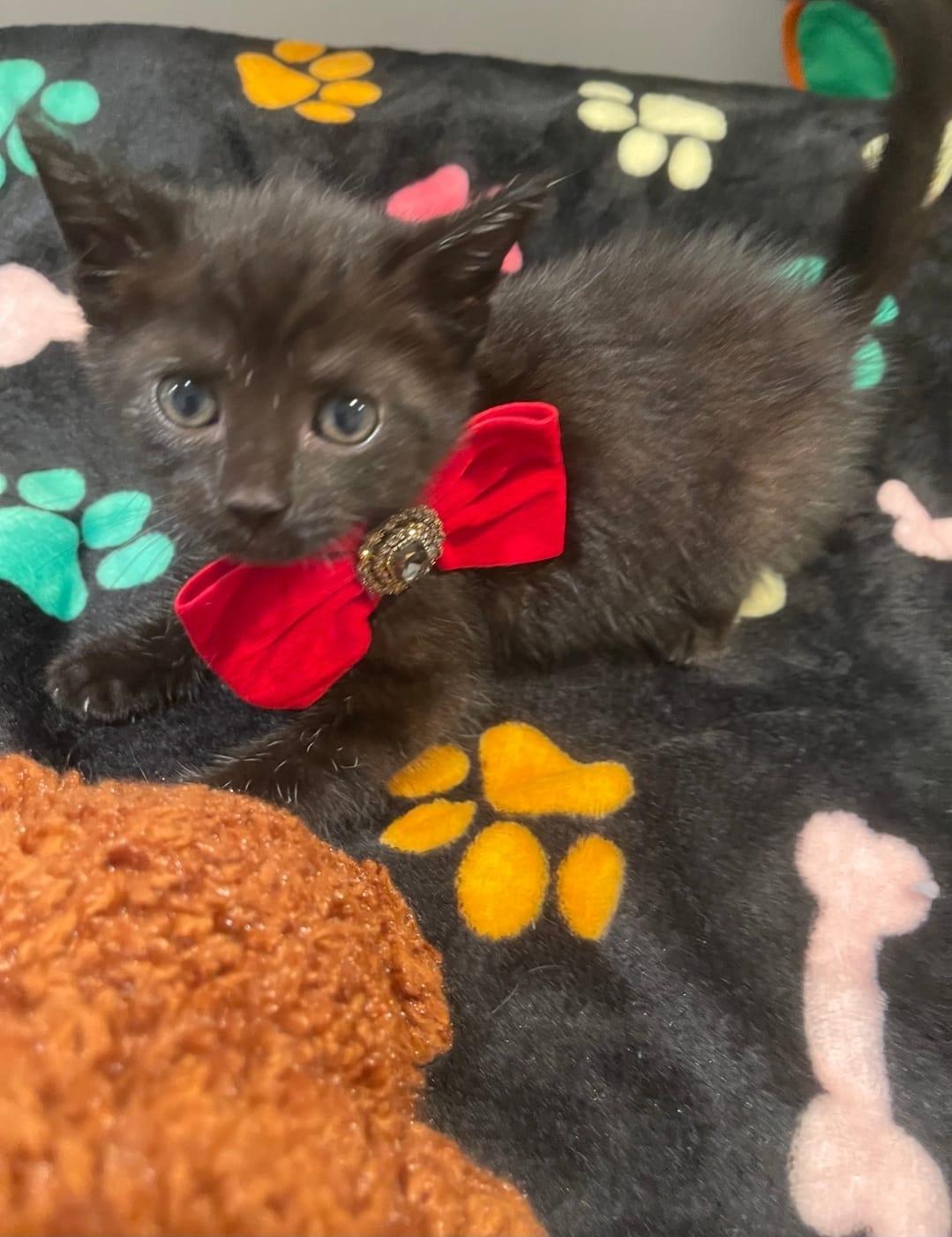 ROYA, a ADOPTABLE Tabby in Santa Ana, CA image 3/3