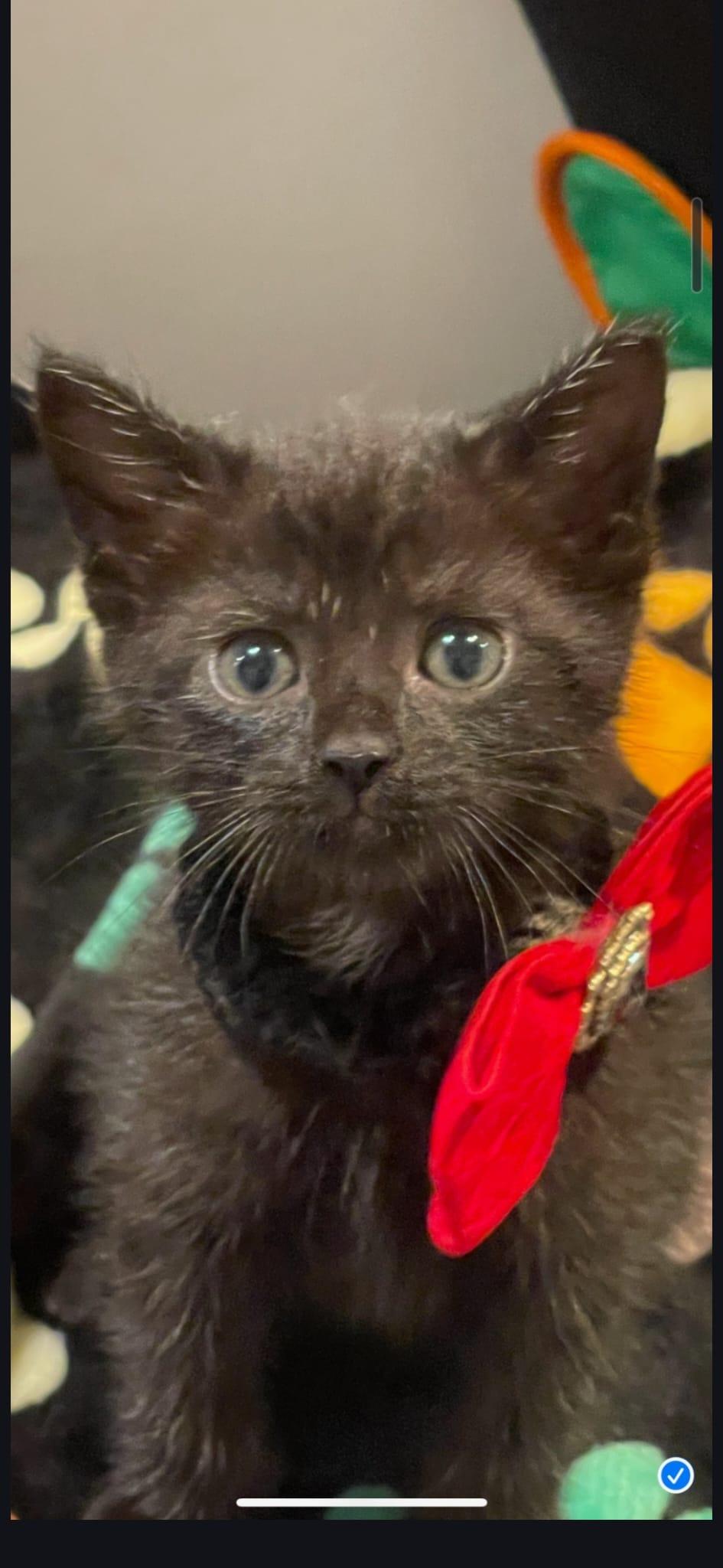 ROYA, a ADOPTABLE Tabby in Santa Ana, CA image 1/3