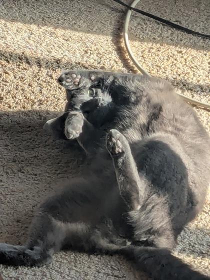 Storm - Available in Foster, Adoptable, Adult Female Domestic Short Hair & Domestic Short Hair.