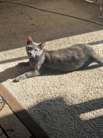 Enlarge Storm - Available in Foster, a Adoptable Domestic Short Hair in Madison, NJ image 1/3