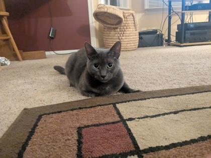 Storm - Available in Foster, Adoptable, Adult Female Domestic Short Hair & Domestic Short Hair.