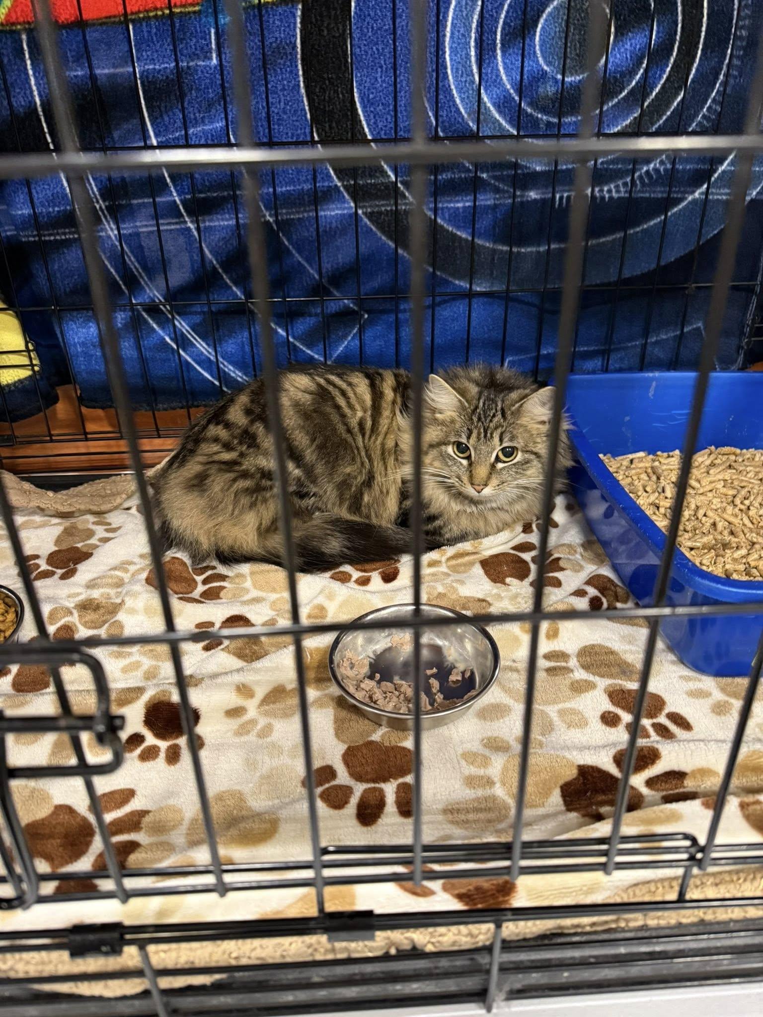 Enlarge Pretty Girl, an adopted Domestic Long Hair in Clarksville, TN image 2/4