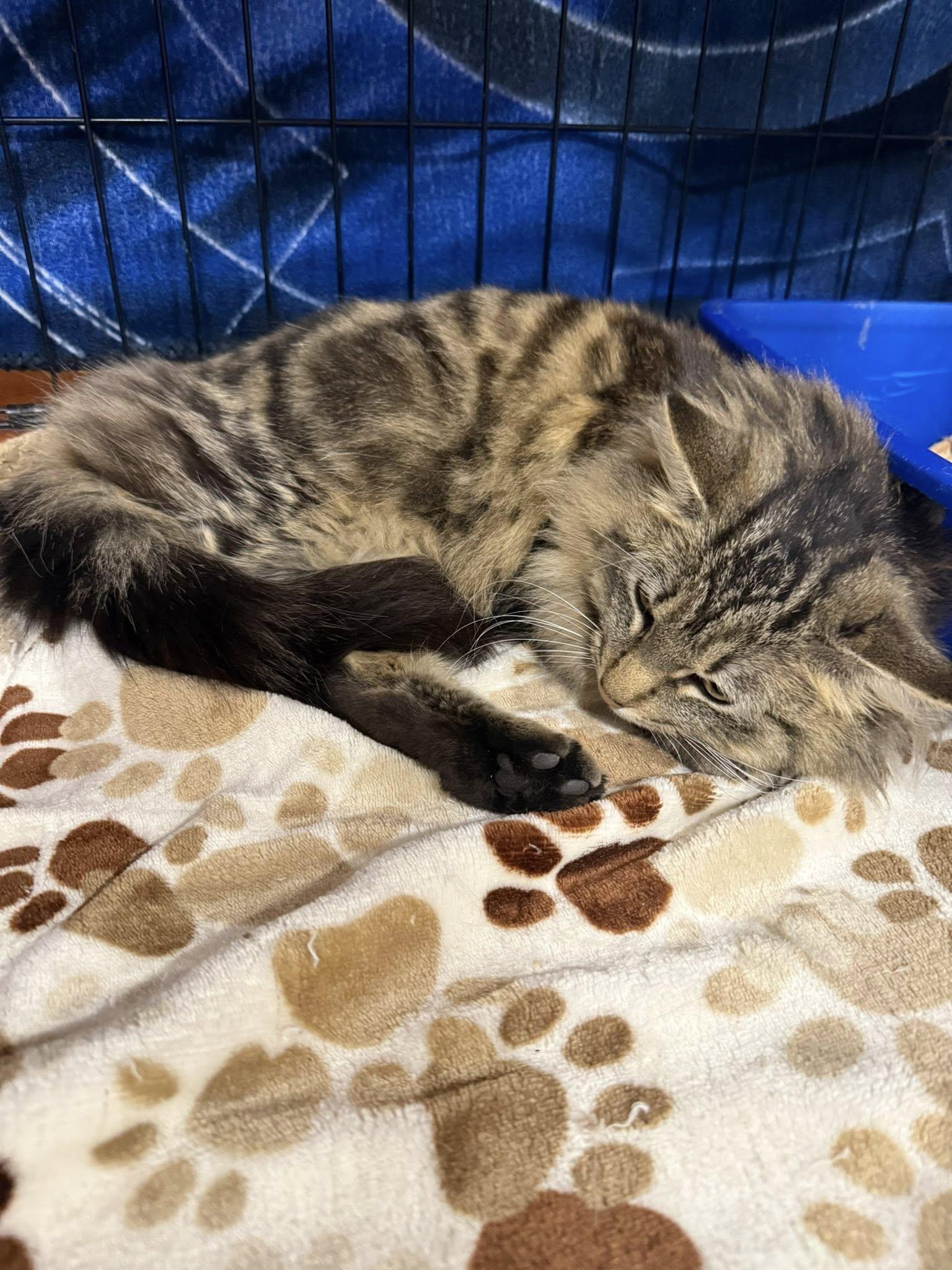 Enlarge Pretty Girl, an adopted Domestic Long Hair in Clarksville, TN image 3/4