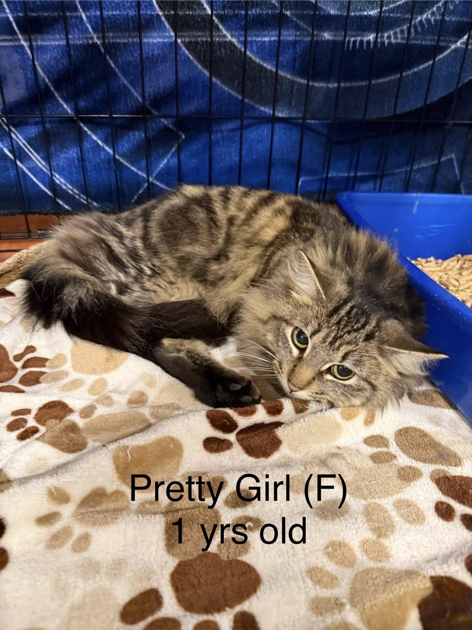 Enlarge Pretty Girl, an adopted Domestic Long Hair in Clarksville, TN image 1/4