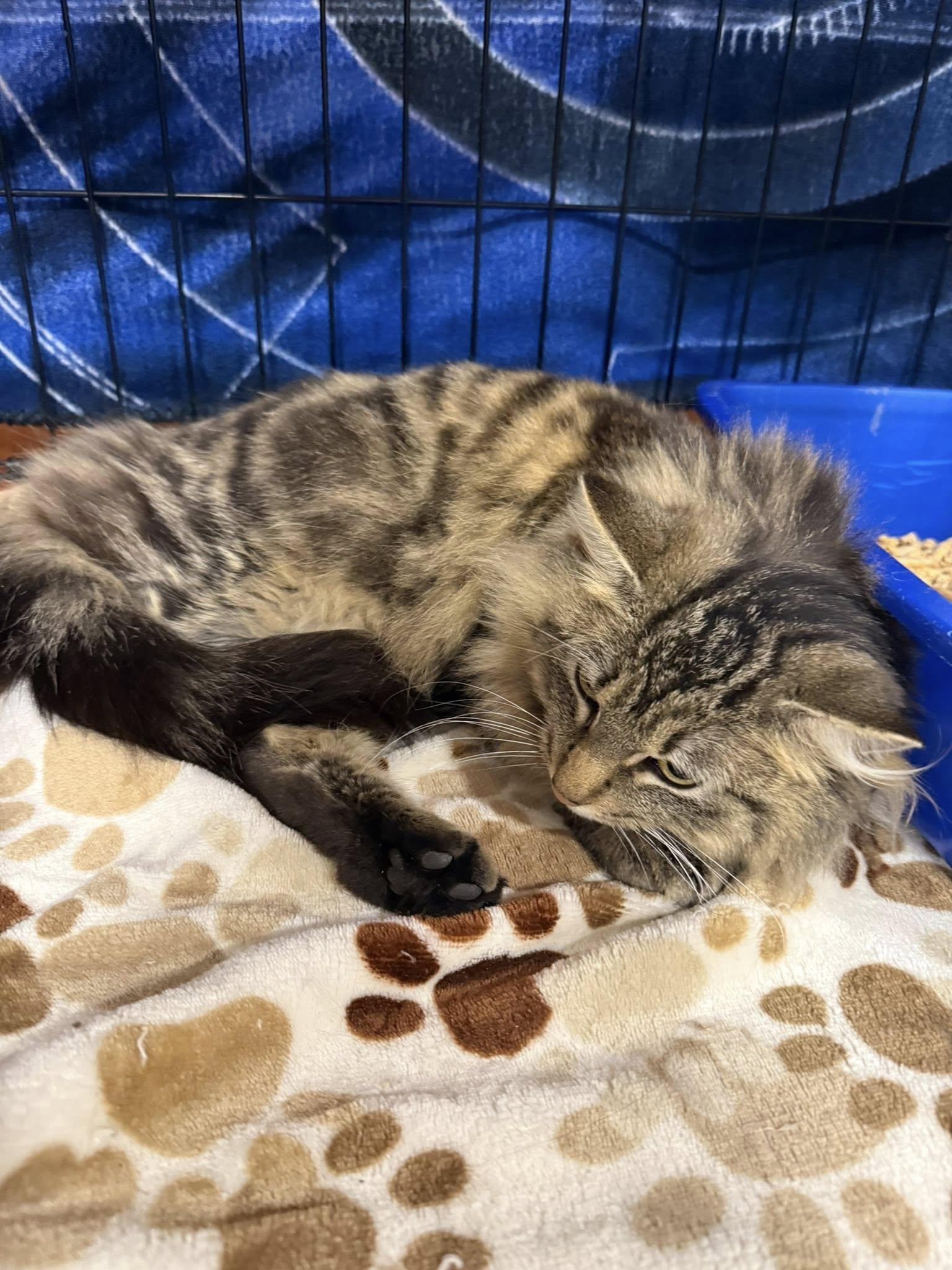 Enlarge Pretty Girl, an adopted Domestic Long Hair in Clarksville, TN image 4/4