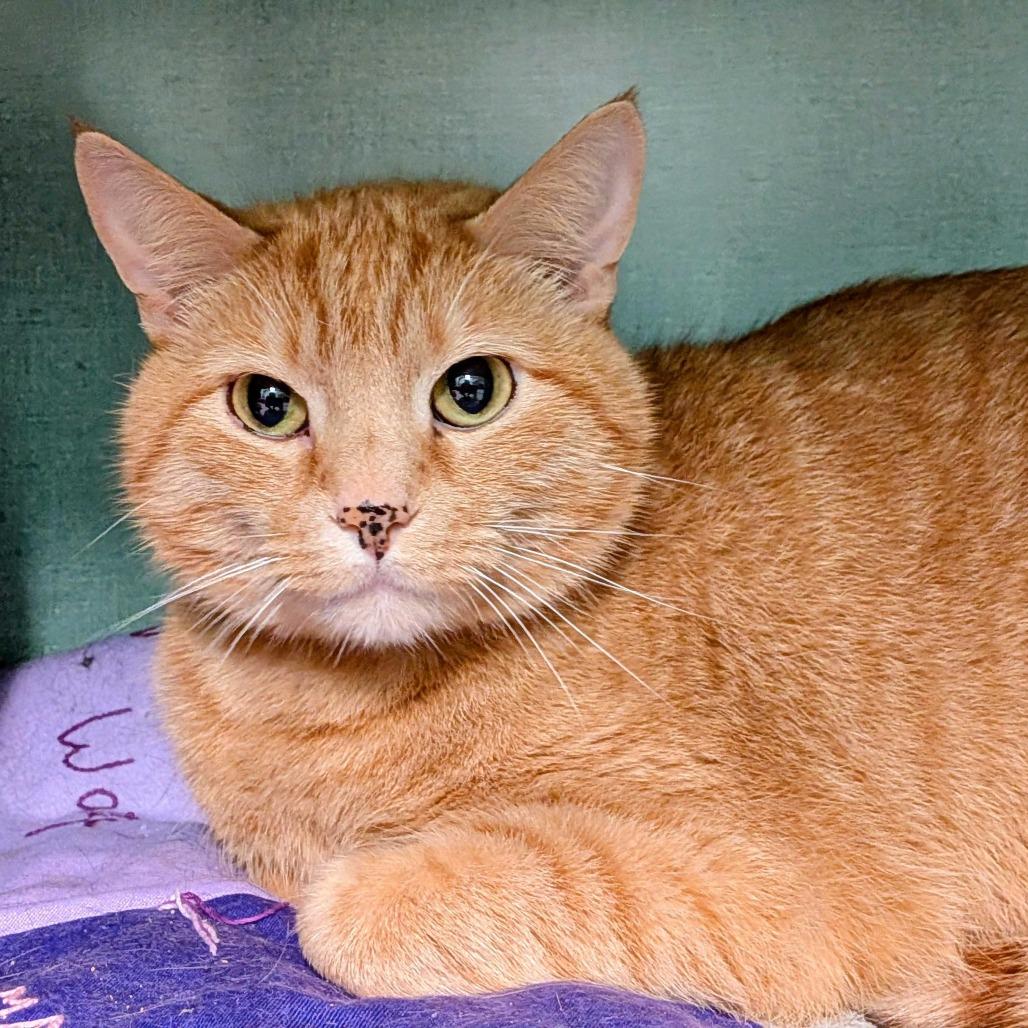 Noodle, Adoptable, Adult Male Domestic Medium Hair.