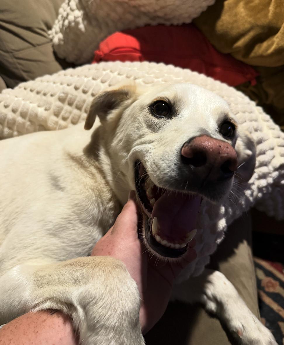 Coco Labrador Retriever Dog