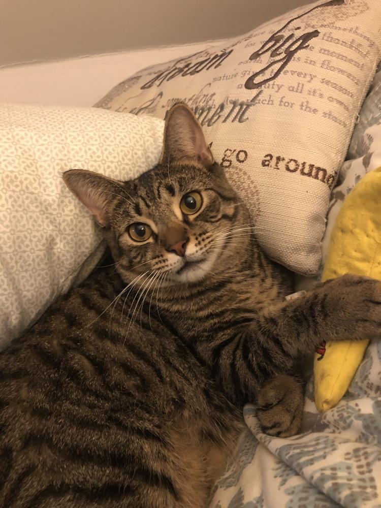 Enlarge Pettersham, a Adoptable Domestic Short Hair in Hudson, NH image 1/6